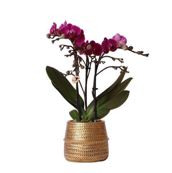 Phalaenopsis Orchidee – Flieder – Morelia – Mit goldfarbenem Groove Ziertopf – Ø9cm – 35cm hoch – Blühende Zimmerpflanze – Deko-Set für Wohnzimmer & Geschenkidee 