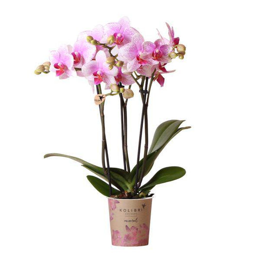 Phalaenopsis Orchidee – Rosa Mineral Rotterdam – Ø9cm – Blühende Zimmerpflanze – 2–3 Zweige – Pflegeleicht & dekorativ – Für Wohnzimmer, Büro & Bad 