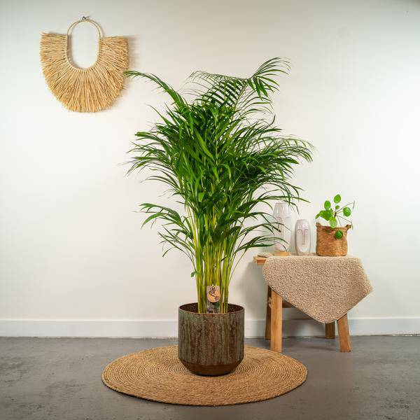Betelpalme Areca-Palme – Zimmerpflanze Ø24cm – 130cm hoch – Luftreinigende Goldfruchtpalme 