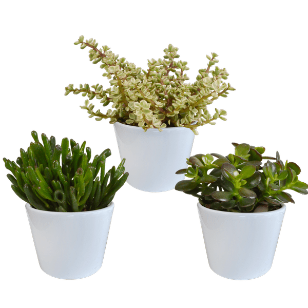Dickblatt - Crassula - Mix - 10,5 cm - 3 Stück + Topf 