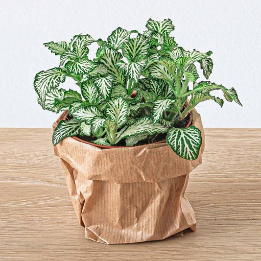 Flaschengarten Set Lancifolia – 5 Pflanzen – DIY Pflanzenterrarium mit Bonsai, Spargel & mehr – Nachfüllpack & Starter Kit 