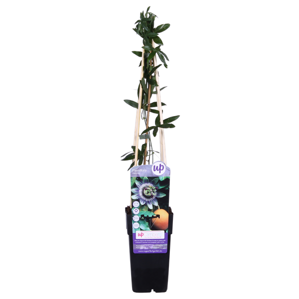 Passionsblume - Passiflora Blau caerulea - Ø15cm - ↕65cm 