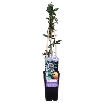 Passionsblume - Passiflora Blau caerulea - Ø15cm - ↕65cm 