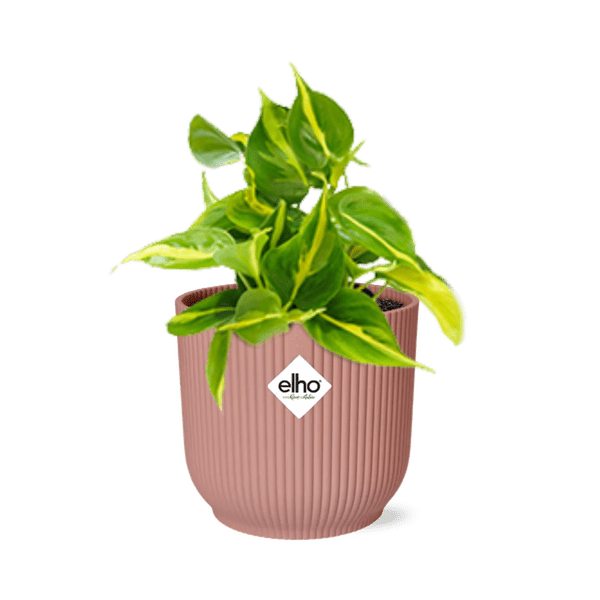 Baumfreund Philodendron Scandens 'Brasil' – Zimmerpflanze inkl. Ziertopf Vibes Fold Rosa Ø14cm – Herzförmige Blätter mit gelbgrüner Zeichnung – Pflegeleicht & luftreinigend – Für Wohnzimmer & Büro 