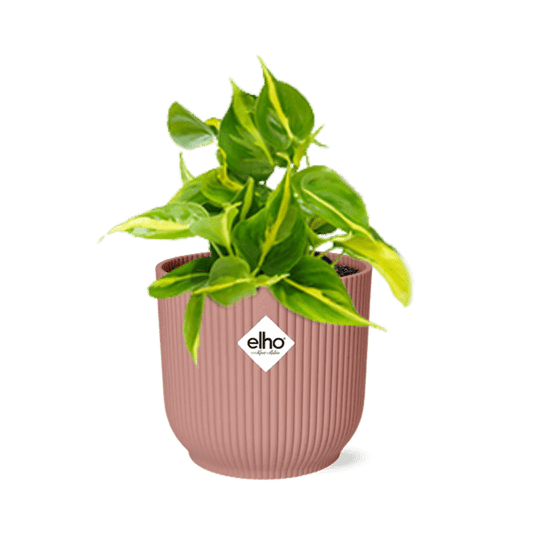 Baumfreund Philodendron Scandens 'Brasil' – Zimmerpflanze inkl. Ziertopf Vibes Fold Rosa Ø14cm – Herzförmige Blätter mit gelbgrüner Zeichnung – Pflegeleicht & luftreinigend – Für Wohnzimmer & Büro 