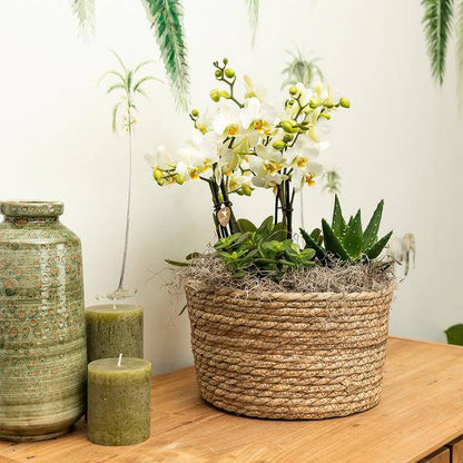 Sukkulente Aloe Brevifolia – Kleine Grüne Zimmerpflanze mit Stacheln – Ø6cm – Pflegeleicht & Robust – Ideal für helle Standorte ohne direkte Sonne 