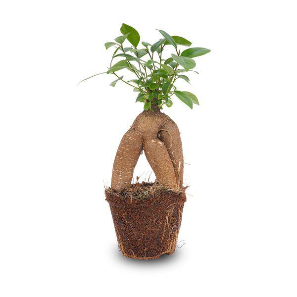 Chinesische Feige – Ficus microcarpa Ginseng – Ø9cm – Bonsai – Zimmerpflanze – Dekorativer Kleinbaum für Zuhause & Büro 