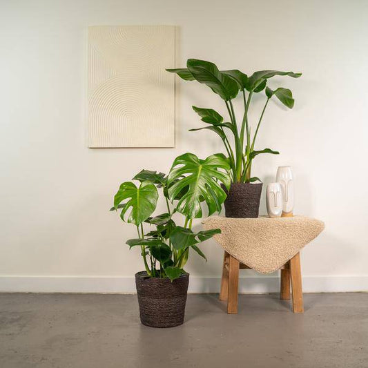 Pflanzenset - Strelitzia Nicolai - Ø19cm - ↕85cm + Monstera Deliciosa - Ø21cm - ↕75cm 