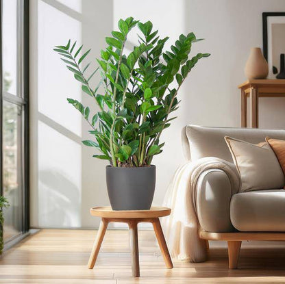 Zamioculcas Zamiifolia Glücksfeder – robuste Zimmerpflanze ↕80cm Ø21cm – pflegeleichte Smaragdpalme im nachhaltigen Viber Topf Grau 