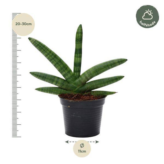 Sansevieria Skyline – Bogenhanf – Zimmerpflanze – Höhe ca. 25cm – ø10,5cm – Pflegeleichte Grünpflanze für Innenräume – Luftreinigende Pflanze für Wohnzimmer, Büro & Schlafzimmer 
