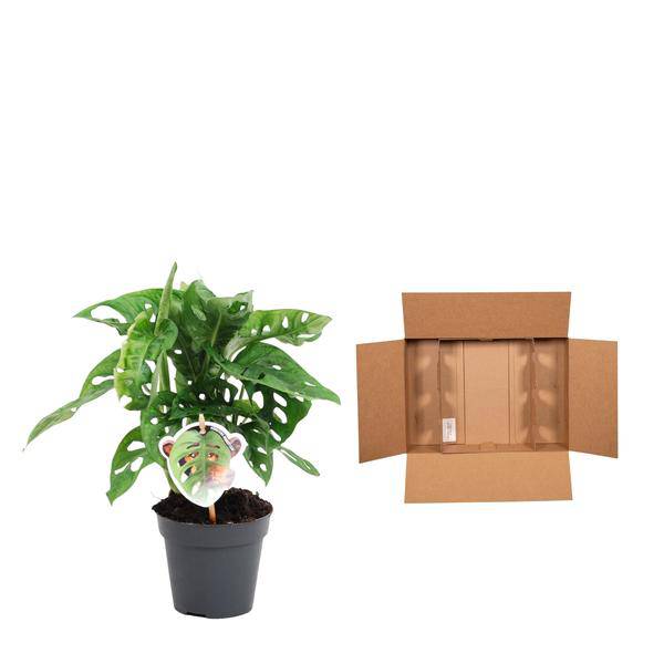 Monstera obliqua Monkey Leaf – Fensterblatt – Kletterpflanze und Zimmerpflanze mit dekorativen Blättern – Ø12cm – ↕25cm 