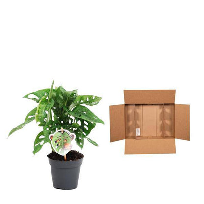 Monstera obliqua Monkey Leaf – Fensterblatt – Kletterpflanze und Zimmerpflanze mit dekorativen Blättern – Ø12cm – ↕25cm 