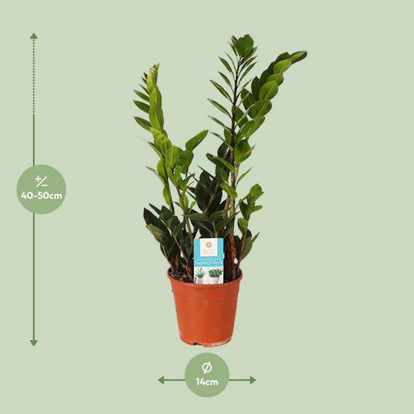 Glücksfeder Zamioculcas Zamiifolia – Zimmerpflanze im Ø14 cm Topf – ca. 45 cm hoch – Pflegeleicht & luftreinigend – Ideal für Halbschatten & wenig Licht 