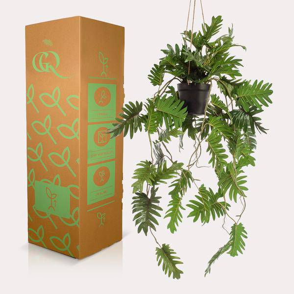 Kunstpflanze - Philodendron - 80 cm 