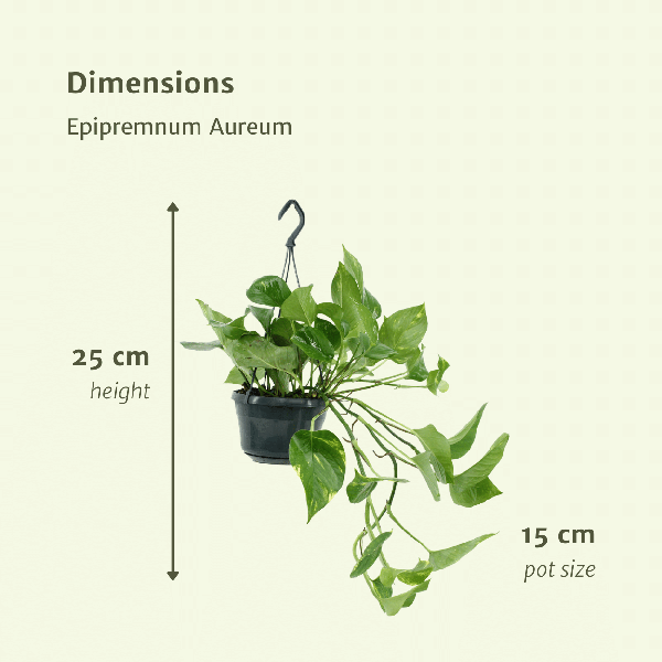 Efeutute - Epipremnum Aureum Scindapsus - Zimmerpflanze - 25cm - ø15cm - 2 Stück 