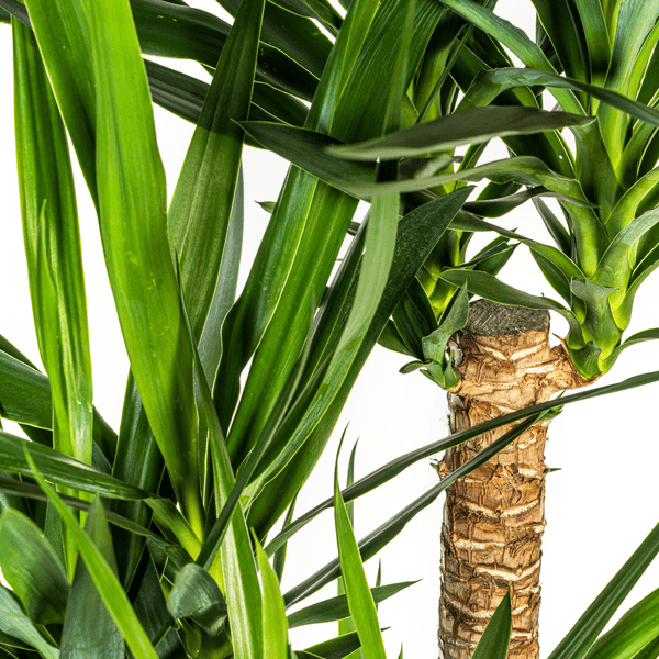Riesen-Palmlilie - Yucca Elephantipes - Zimmerpflanze - Ø24cm - ↕90-100cm – Pflegeleicht & robust – Luftreinigend 