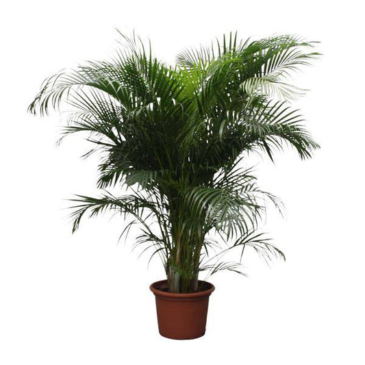 Goldfruchtpalme Dypsis Lutescens – Areca-Palme – 230cm hoch – Ø40cm – Große tropische Zimmerpflanze mit federartigen Blättern – Pflegeleicht & dekorativ – Für Wohnzimmer, Büro & Innenräume 