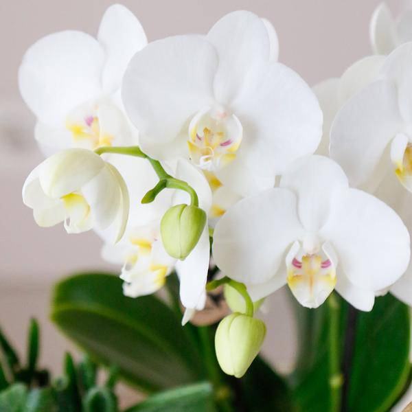 Phalaenopsis Orchideen Amabilis Weiß – Ø9cm – Zimmerpflanze – 4 Orchideen – edle weiße Multiflora Orchideen mit 2–3 Zweigen 