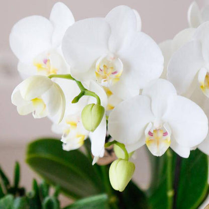 Phalaenopsis Orchideen Amabilis Weiß – Ø9cm – Zimmerpflanze – 4 Orchideen – edle weiße Multiflora Orchideen mit 2–3 Zweigen 