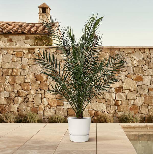 Phönix Canariensis – Kanarische Dattelpalme – Palme ca. 180cm hoch – Ø24cm – Exotische Zimmer- & Gartenpflanze 