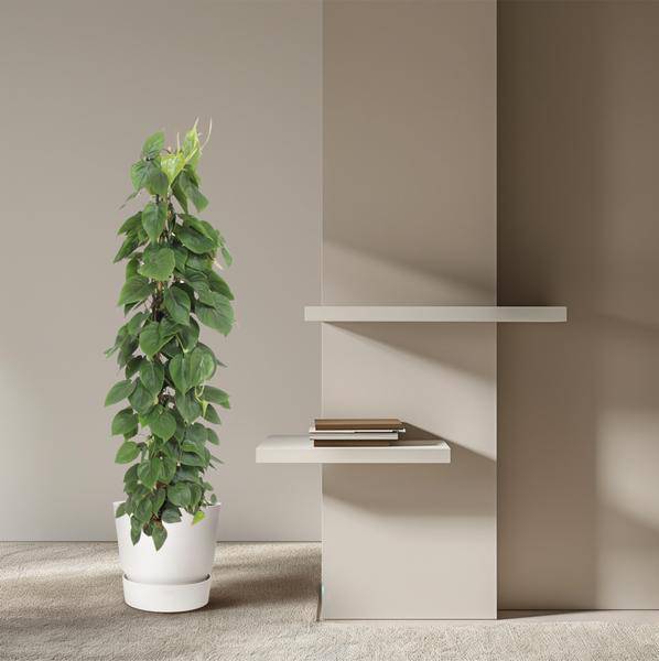 Herzblatt Philodendron Scandens – Zimmerpflanze – 150cm – Ø27cm – Tropische Kletterpflanze mit herzförmigen Blättern – Luftreinigende Rankpflanze für Wohnzimmer, Büro & Indoor-Deko 