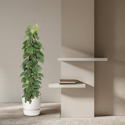 Herzblatt Philodendron Scandens – Zimmerpflanze – 150cm – Ø27cm – Tropische Kletterpflanze mit herzförmigen Blättern – Luftreinigende Rankpflanze für Wohnzimmer, Büro & Indoor-Deko 