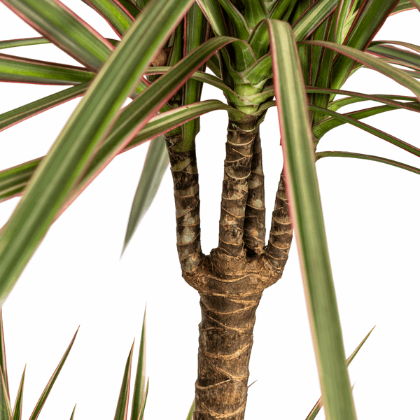 Dracaena Marginata Bicolor – Drachenbaum – Ø21cm – ↕110-130cm – Elegante Zimmerpflanze mit zweifarbigen Blättern – Pflegeleicht & luftreinigend 