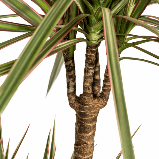 Dracaena Marginata Bicolor – Drachenbaum – Ø21cm – ↕110-130cm – Elegante Zimmerpflanze mit zweifarbigen Blättern – Pflegeleicht & luftreinigend 