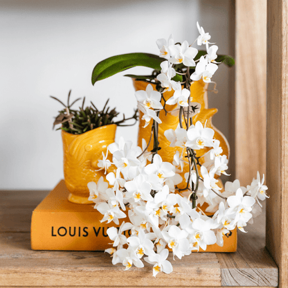Fisch Topf - Orange - Ø9cm 