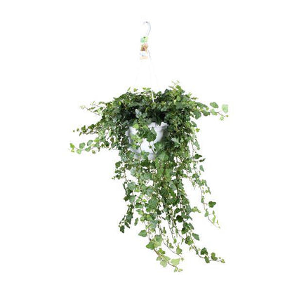 Efeu – Hedera helix Wonder Green – Zimmerpflanze – Ø24 cm Topf – ca. 70–80 cm hoch – Pflegeleicht – Luftreinigend – Halbschatten 