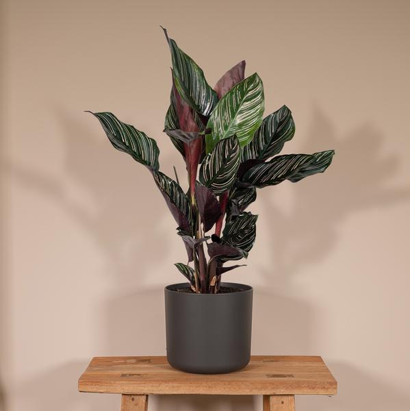 Korbmarante Calathea Ornata – Zimmerpflanze Ø14cm – ca. 50cm hoch – Exotische Blattzeichnung – Pflegeleichte Zimmerpflanze für Zuhause & Büro 