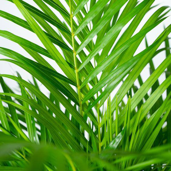 Betelpalme Areca-Palme – Zimmerpflanze Ø24cm – 130cm hoch – Luftreinigende Goldfruchtpalme 