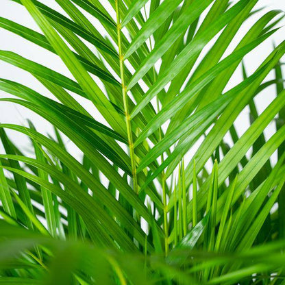 Betelpalme Areca-Palme – Zimmerpflanze Ø24cm – 130cm hoch – Luftreinigende Goldfruchtpalme 