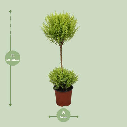 Zimmerzypresse - Cupressus Goldcrest Wilma - Ø14cm - ↕60cm 