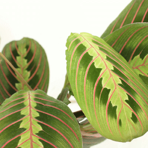 Pfeilwurz - Maranta Fascinator - Zimmerpflanze - Ø12cm - ↕20cmr - 2 Stück 