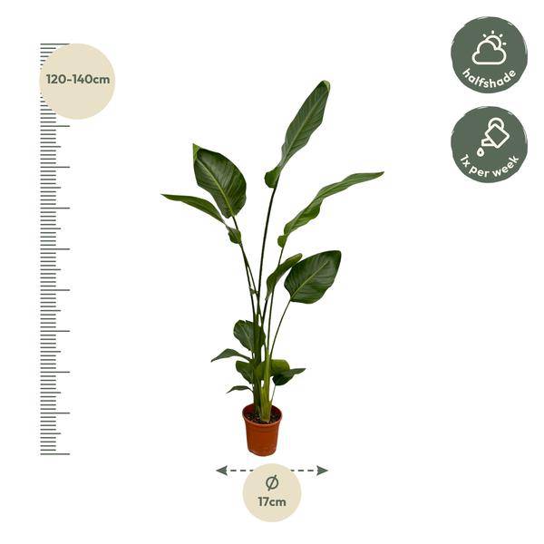 Strelitzia Nicolai – Baum-Strelitzie – 2 Stück – Zimmerpflanzen ca. 130cm – ø17cm – Weißer Paradiesvogel – Tropische XL-Grünpflanzen für Wohnzimmer, Büro & Wintergarten 
