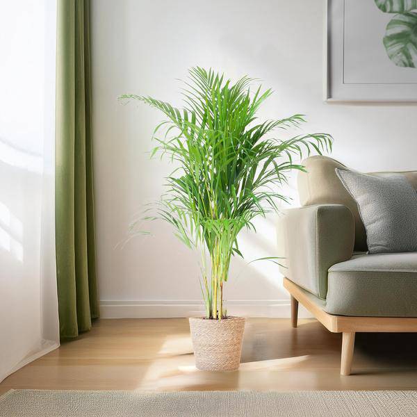 Areca-Palme Dypsis Goldfruchtpalme – Zimmerpflanze ↕100cm Ø21cm – Mit Natur-Korb Sofia Seegras Beige – Luftreinigende Tropenpflanze für Wohnzimmer & Büro 
