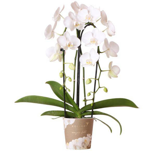 Phalaenopsis Orchidee Weiß Niagara Fall – Ø12cm – ca. 55–60cm hoch – Blühende Zimmerpflanze mit großen Blüten – Elegante Orchidee als Deko & Geschenkidee 