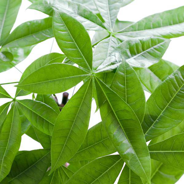 Pachira Aquatica 80cm – Glückskastanie Zimmerpflanze Ø21cm im naturfarbenen Seegras-Korb Sofia – Geldbaum mit geflochtenem Stamm 