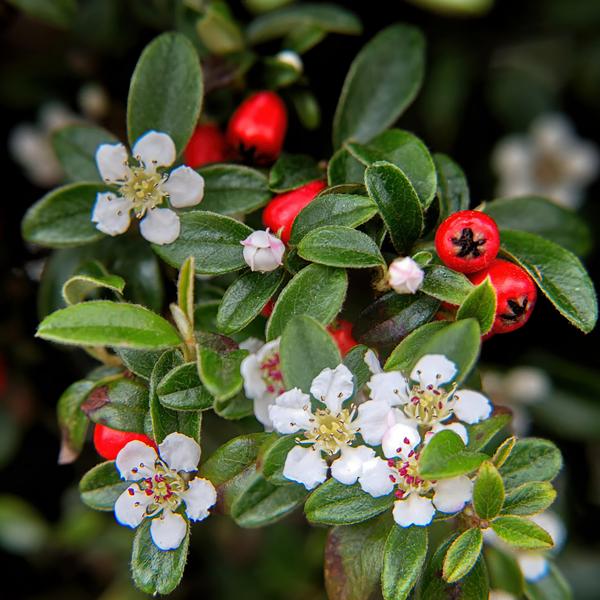 Cotoneaster dammeri – Teppich-Zwergmispel – Ø9cm – ↕10-25cm – 6 Pflanzen – Winterharter Bodendecker mit Blüten & Beeren 