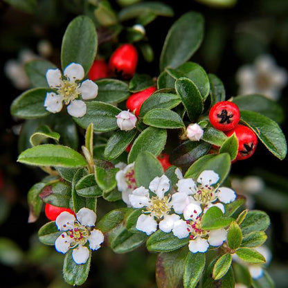 Cotoneaster dammeri – Teppich-Zwergmispel – Ø9cm – ↕10-25cm – 6 Pflanzen – Winterharter Bodendecker mit Blüten & Beeren 