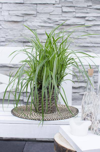 Weißrandige Segge – Carex morrowii 'Icedance' – Immergrünes Ziergras – Winterhart & pflegeleicht – Ø14 cm Topf – Ca. 30 cm hoch – Für Beete, Rabatten & Pflanzkübel 