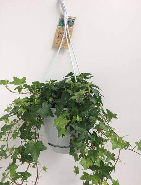 Hedera Helix Grün – Gemeiner Efeu – Zimmerpflanze im Hängetopf – Ø17cm – immergrüne Hänge- und Kletterpflanze für Innen- & Außenbereich 