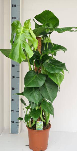 Monstera deliciosa – Fensterblatt Zimmerpflanze mit Moos-Stock – Tropische Kletterpflanze für Innenräume – Großblättrige Grünpflanze für Wohnzimmer & Büro 