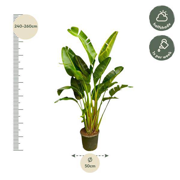 Baum-Strelitzie – Strelitzia Augusta mehrstämmig XXL – 250cm – Ø50cm – Weißer Paradiesvogel – Exotische XXL Zimmerpflanze für Wohnzimmer, Büro & Wintergarten 
