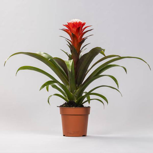 Bromelie - Guzmania Hope - Zimmerpflanze - Ø12cm - ↕40cm 