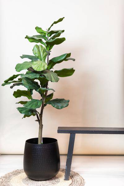 Kunstpflanze - Ficus Lyrata - Tabakpflanze - 120 cm 