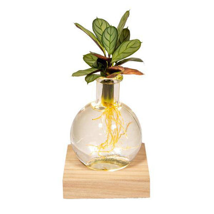 Calathea Hydroponie-Mischung im Samoa Glas mit LED Beleuchtung – Ø12cm – 10cm hoch – pflegeleichte Zimmerpflanze ohne Erde – dekoratives grünes Laub 