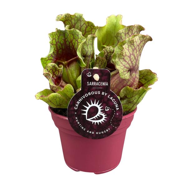 Schlauchpflanze Sarracenia – Fleischtfressende Zimmerpflanze Ø12 cm – ca. 20 cm hoch – Exotisches Design – Luftreinigend & pflegeleicht 
