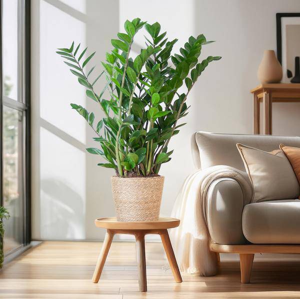 Zamioculcas Zamiifolia 80cm – Glücksfeder Zimmerpflanze Ø21cm – robuste & pflegeleichte Pflanze für Zuhause & Büro – inkl. handgeflochtenem Seegras-Korb Sofia Natur 